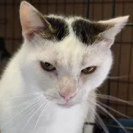 Remik 0849/25 - samiec, 5 lat