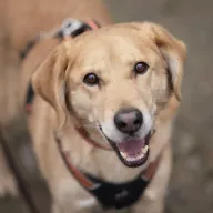 Marley 1230/25 - samiec, 6 lat