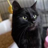 Kicia 1068/25 - samica, 3 lata