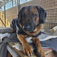 Bibi 1227/25 - samiec, 3 lata