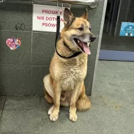  0142/26 - samiec, 3 lata