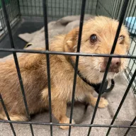  0033/26 - samica, 8 lat