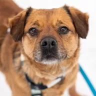 Stefa 0047/26 - samica, 5 lat