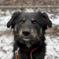 Frida 0077/25 - samica, 1 rok