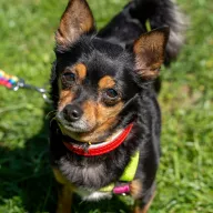 Molly 0247/25 - samica, 6 lat