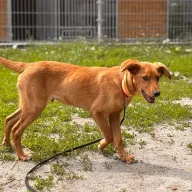 Binks 0379/25 - samiec, 5 miesięcy