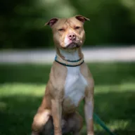 Rupert 0210/25 - samiec, 1 rok