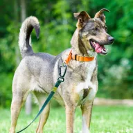 Lotti 0559/25 - samica, 1 rok