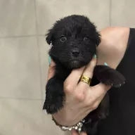Pepper 0648/25 - samiec, 1 miesiąc