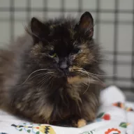  0283/25 - samica, 14 lat