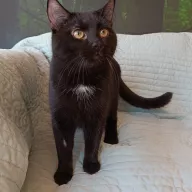 Rocky 0165/25 - samiec, 8 miesięcy