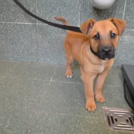 Rudi 1157/25 - samiec, 6 lat