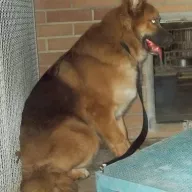 Kaito 0856/23 - samiec, 6 lat