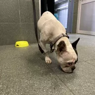  1011/25 - samica, 5 lat