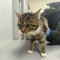 Miłka 1026/25 - samica, 3 miesiące