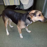  1035/25 - samiec, 1 rok