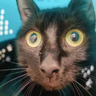  1045/25 - samica, 2 lata