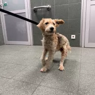  1045/25 - samica, 5 lat