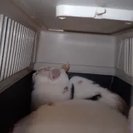  1050/25 - samica, 1 rok