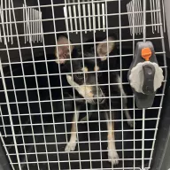  1050/25 - samiec, 1 rok