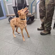  1054/25 - samica, 1 rok