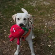 Yogi 1055/25 - samiec, 5 lat