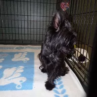  1059/25 - samiec, 11 lat