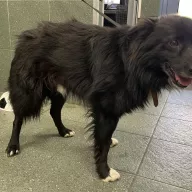  1061/25 - samiec, 4 lata