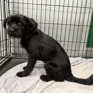  1066/25 - samiec, 6 miesięcy