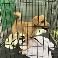  1072/25 - samiec, 1 rok