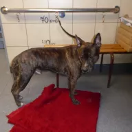 Burbon 0517/22 - samiec, 12 lat