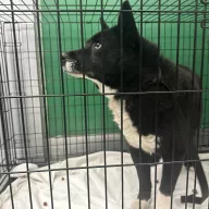  1092/25 - samiec, 8 lat