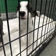  1094/25 - samica, 2 miesiące