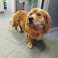  1098/25 - samiec, 5 lat