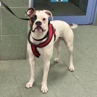  1099/25 - samiec, 1 rok