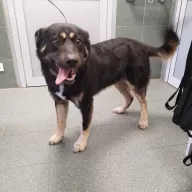  1101/25 - samiec, 1 rok