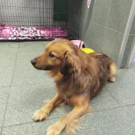  1104/25 - samiec, 1 rok