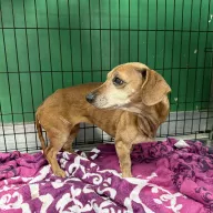  1105/25 - samica, 9 lat