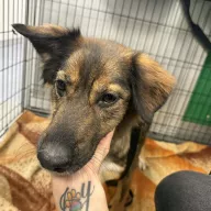  1117/25 - samica, 1 miesiąc