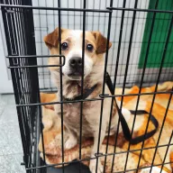  1119/25 - samiec, 3 lata