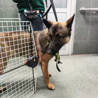  1120/25 - samiec, 1 rok