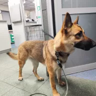  1121/25 - samica, 1 rok