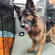  1122/25 - samica, 7 lat