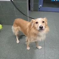  1127/25 - samiec, 2 lata