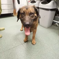  1128/25 - samiec, 3 lata