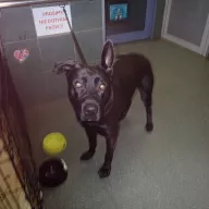  1133/25 - samiec, 1 rok