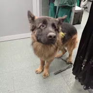  1135/25 - samiec, 5 lat