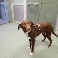  1136/25 - samiec, 1 rok