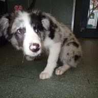  1155/25 - samiec, 4 miesiące