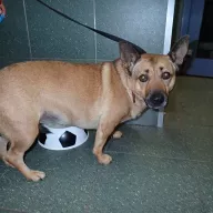  1166/25 - samica, 4 lata